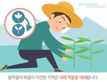 밭작물의 파종이 지연된 지역은 대체 작물을 재배합니다.