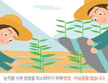 농작물 수분공급을 최소화하기 위해 볏짚 · 비닐 등을 덮습니다.